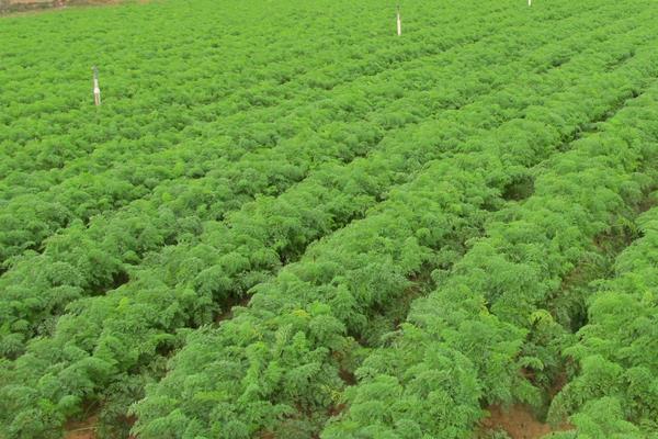 胡蘿卜畝產量有多少 怎么提高胡蘿卜的產量