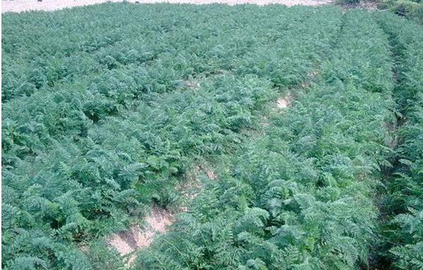 胡蘿卜畝產量有多少 怎么提高胡蘿卜的產量