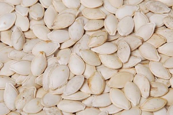 西葫蘆種子價格多少錢一斤