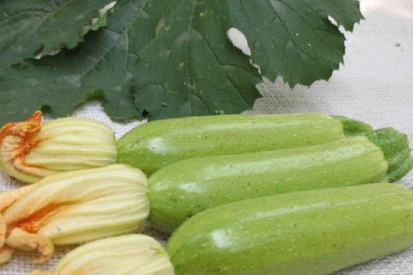 西葫蘆價格多少錢一斤