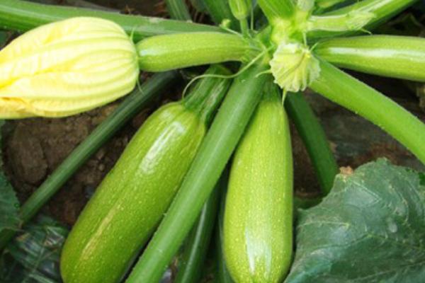 西葫蘆的做法大全 西葫蘆怎么做好吃