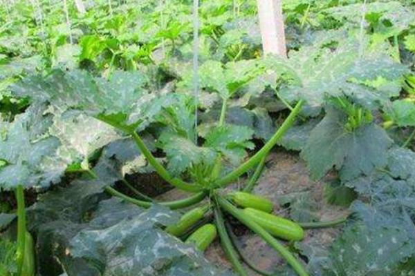 西葫蘆病蟲害防治方法