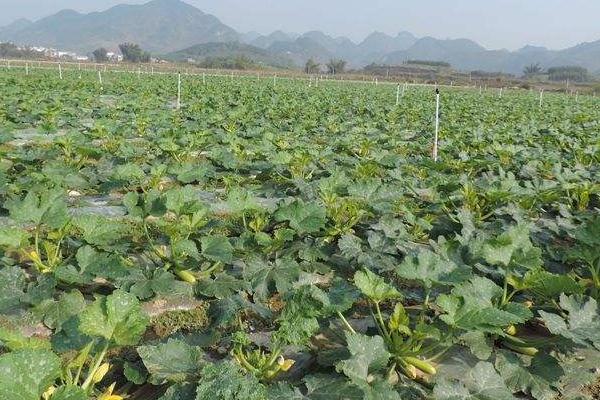 西葫蘆產地在哪里