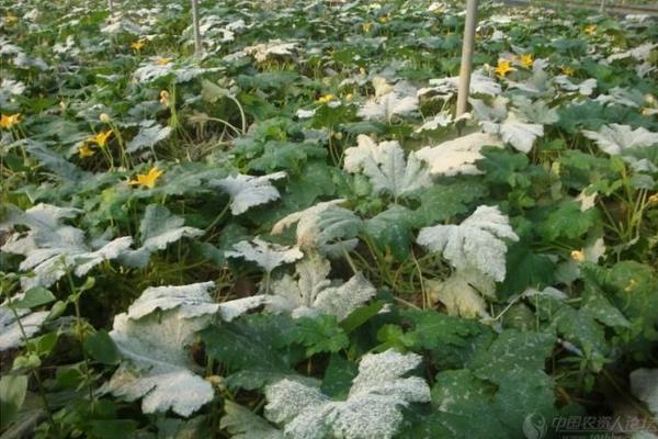 西葫蘆白粉病怎么防治