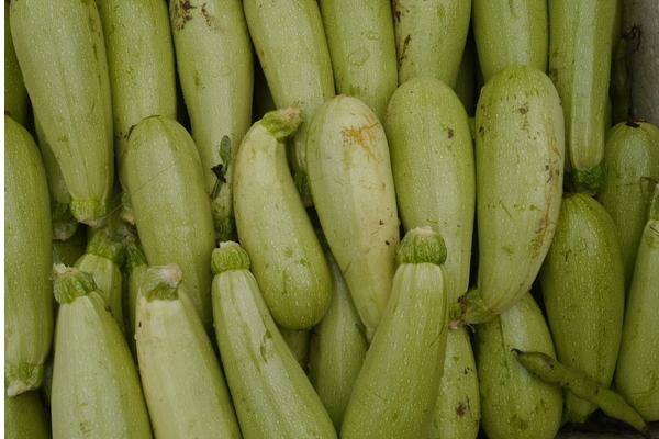 西葫蘆的功效與作用及禁忌 西葫蘆的營養價值