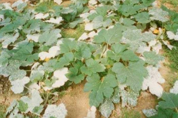 西葫蘆白粉病怎么防治