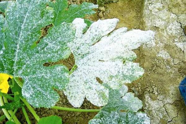 西葫蘆白粉病怎么防治