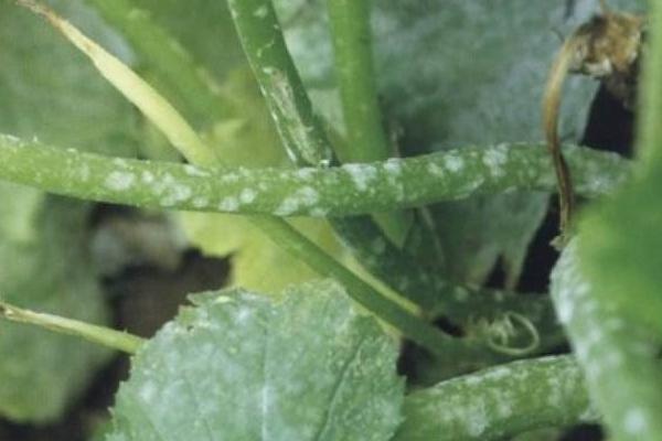 西葫蘆白粉病怎么防治