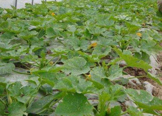 西葫蘆白粉病怎么防治