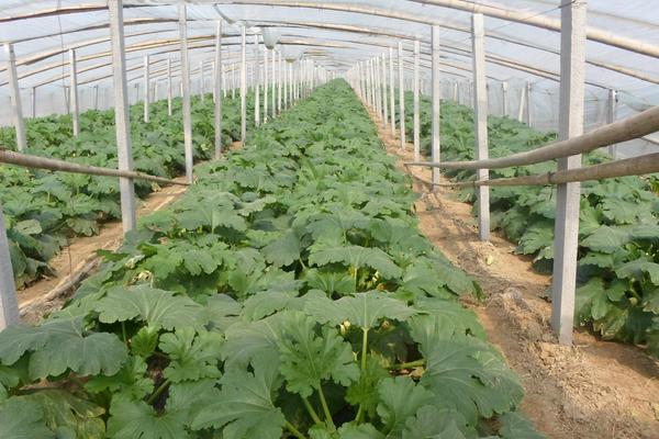 西葫蘆栽培技術 露地西葫蘆種植技術