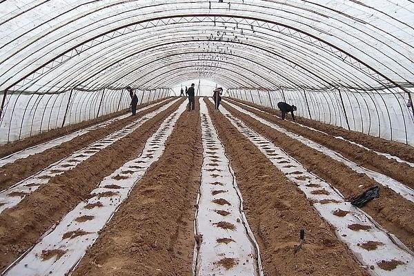 西葫蘆栽培技術(shù) 露地西葫蘆種植技術(shù)