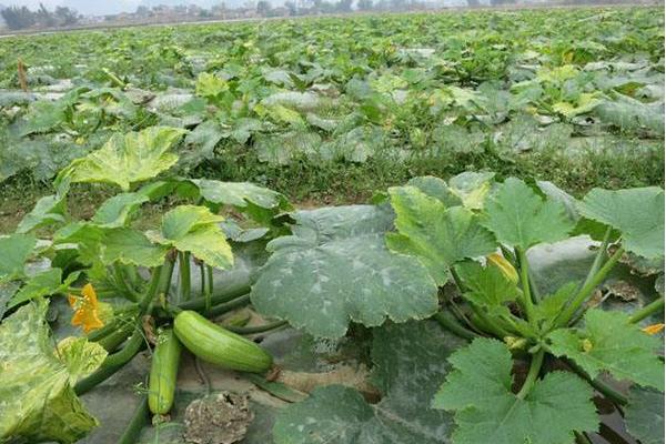 西葫蘆栽培技術(shù) 露地西葫蘆種植技術(shù)