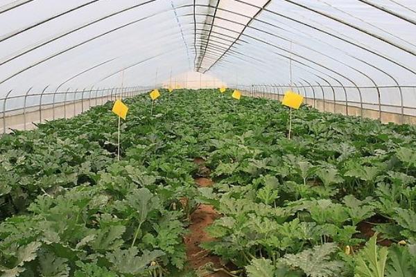 西葫蘆栽培技術(shù) 露地西葫蘆種植技術(shù)