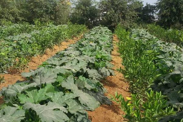 西葫蘆栽培技術(shù) 露地西葫蘆種植技術(shù)