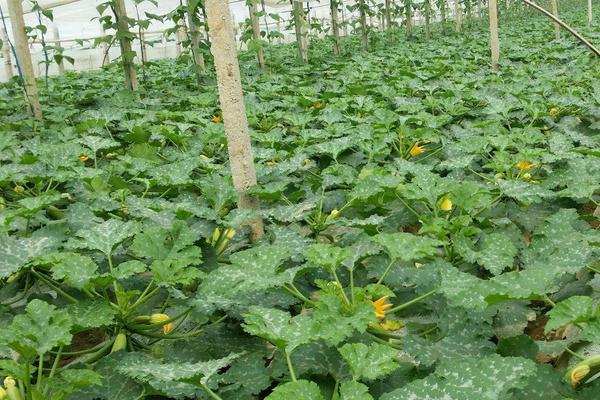 西葫蘆品種有哪些