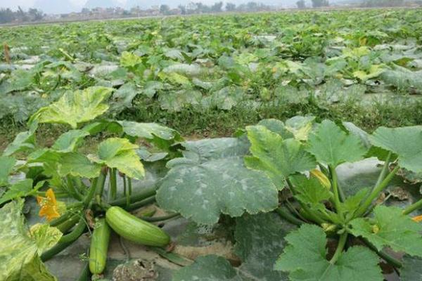 西葫蘆品種有哪些