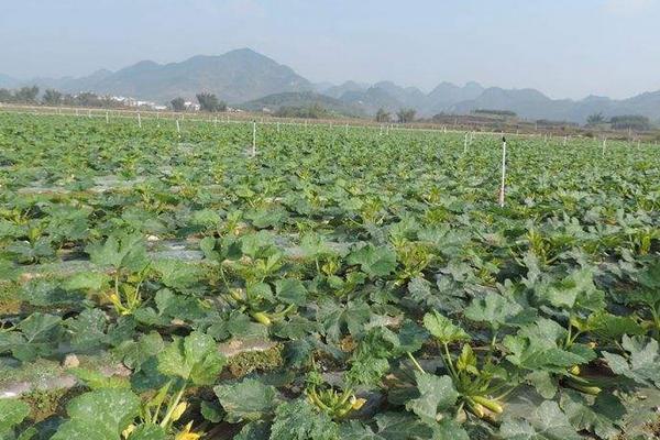 西葫蘆品種有哪些