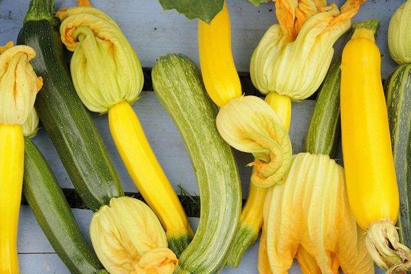 西葫蘆品種有哪些