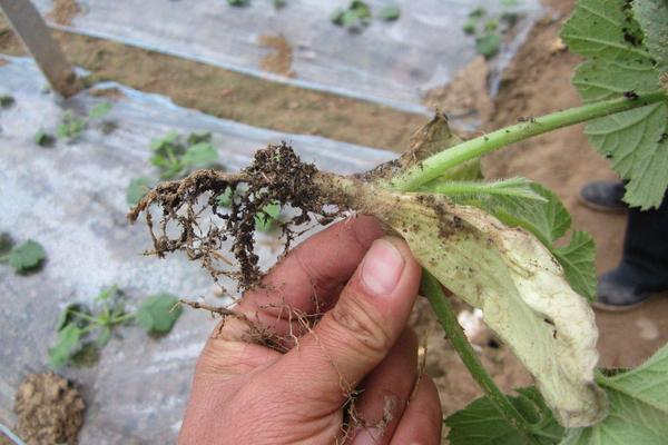 西葫蘆根腐病防止方法