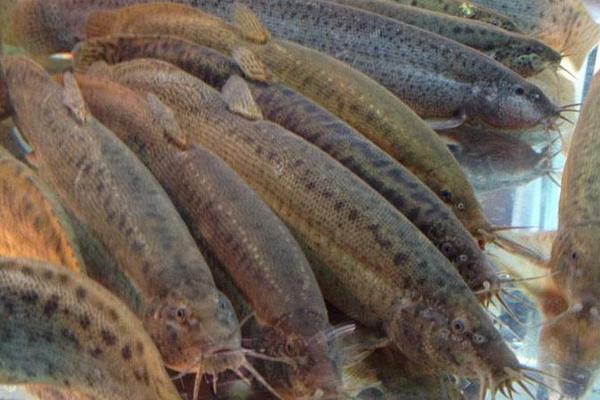 泥鰍怎么吃能壯陽 吃泥鰍為什么壯陽