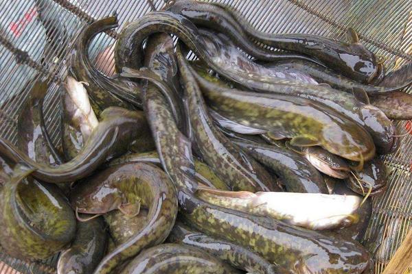 鯰魚的家常做法大全 鯰魚怎么做好吃