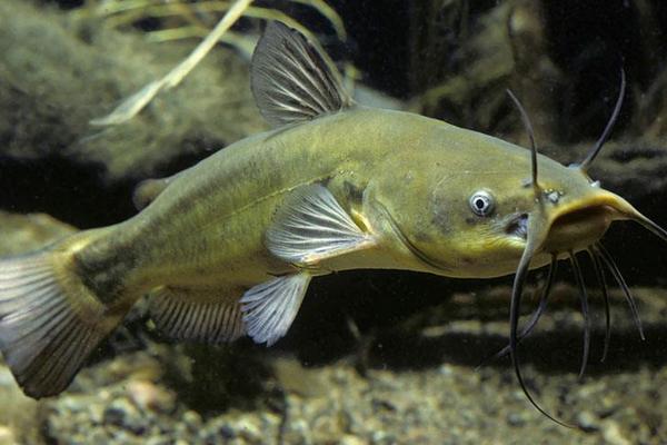 鯰魚的家常做法大全 鯰魚怎么做好吃