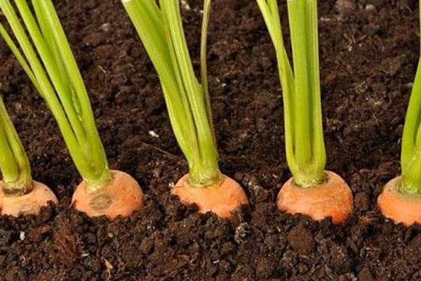胡蘿卜怎么種 胡蘿卜科學(xué)種植技術(shù)