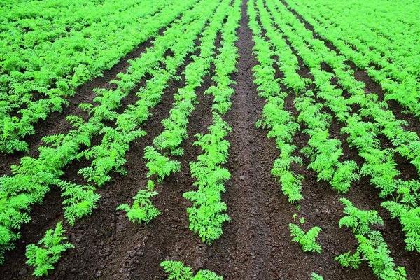 胡蘿卜怎么種 胡蘿卜科學(xué)種植技術(shù)