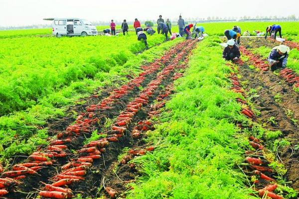 胡蘿卜怎么種 胡蘿卜科學(xué)種植技術(shù)