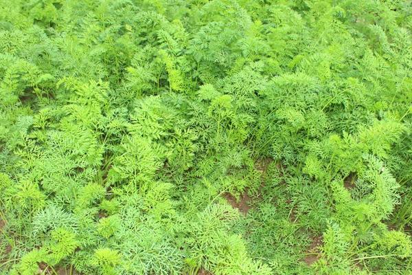 胡蘿卜怎么種 胡蘿卜科學(xué)種植技術(shù)