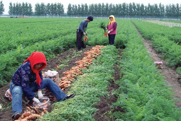 胡蘿卜種子價格多少錢一斤