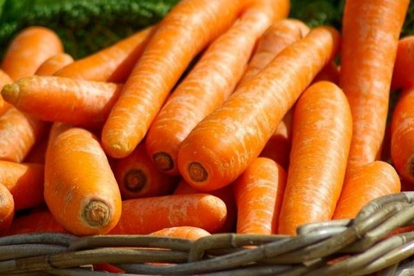 胡蘿卜圖片大全