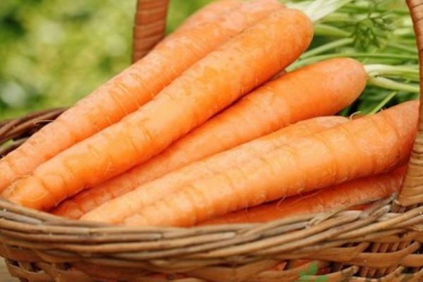 胡蘿卜圖片大全