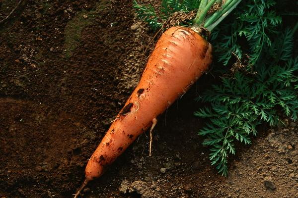 胡蘿卜圖片大全