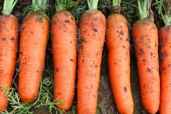 胡蘿卜圖片大全