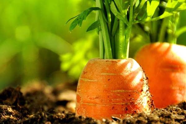 胡蘿卜圖片大全