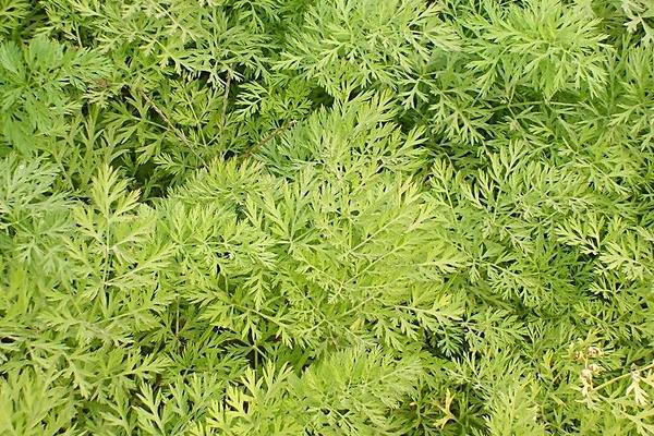 胡蘿卜葉怎么吃 胡蘿卜葉可以吃嗎-