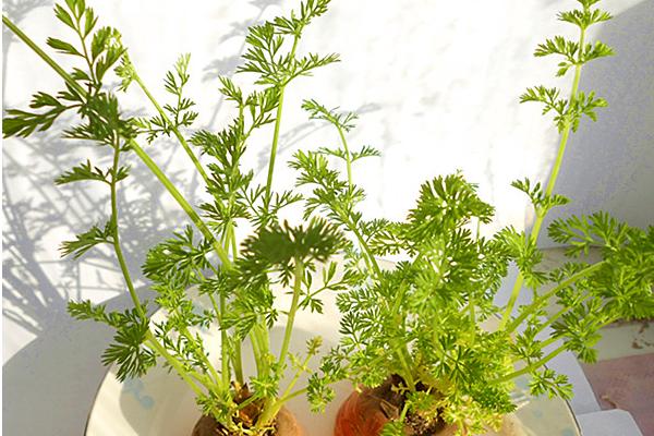 胡蘿卜葉怎么吃 胡蘿卜葉可以吃嗎-