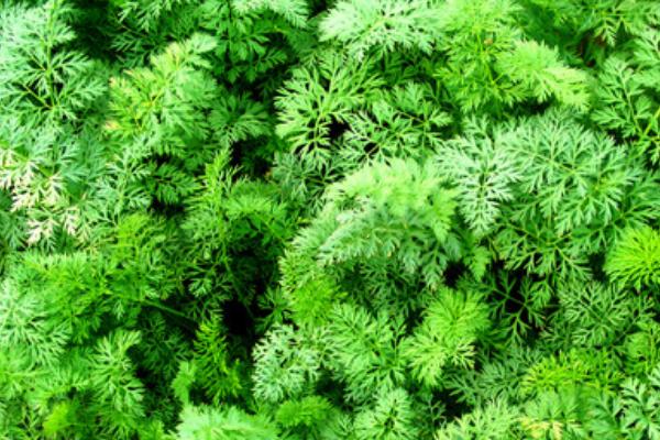 胡蘿卜葉怎么吃 胡蘿卜葉可以吃嗎-