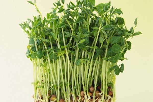 綠豆芽的根可以吃嗎