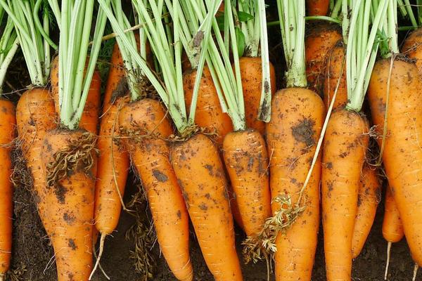 胡蘿卜的生長過程 怎么種胡蘿卜