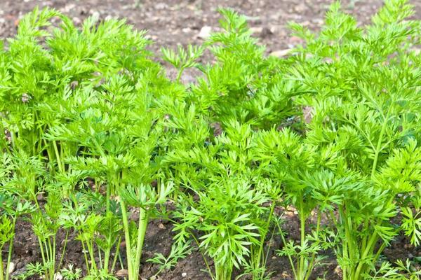 胡蘿卜什么時(shí)候種 胡蘿卜是哪個(gè)季節(jié)的蔬菜