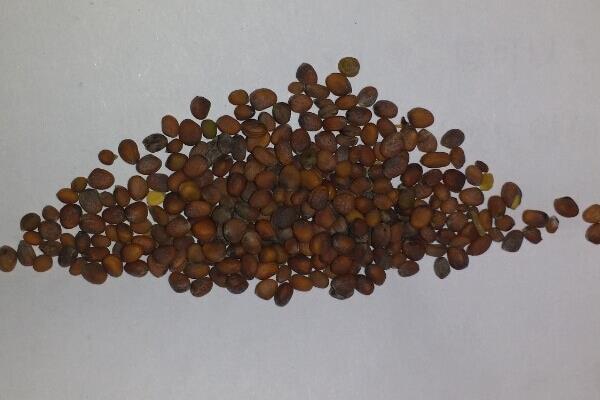 蘿卜種子市場價格多少錢一斤