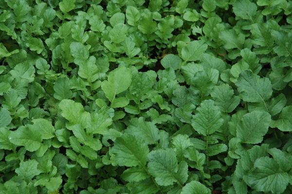 蘿卜菜圖片大全 蘿卜菜簡(jiǎn)介