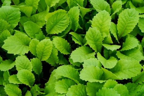 蘿卜菜圖片大全 蘿卜菜簡介