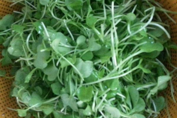 蘿卜菜圖片大全 蘿卜菜簡介