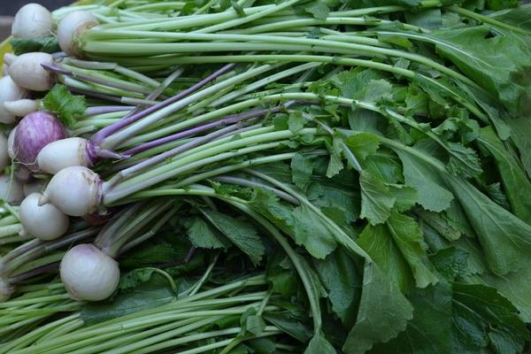 蘿卜菜圖片大全 蘿卜菜簡介