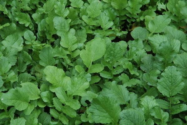 蘿卜菜圖片大全 蘿卜菜簡介