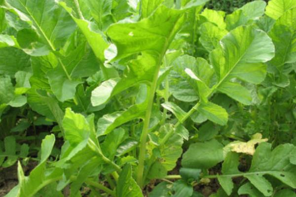 蘿卜菜圖片大全 蘿卜菜簡介