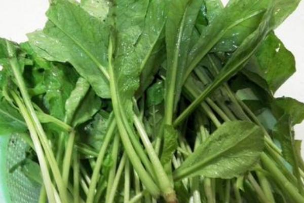 蘿卜菜圖片大全 蘿卜菜簡介